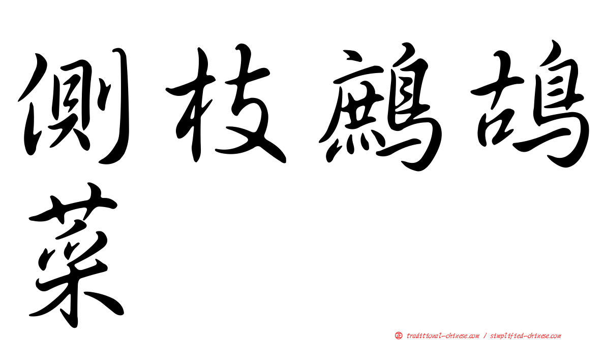 側枝鷓鴣菜