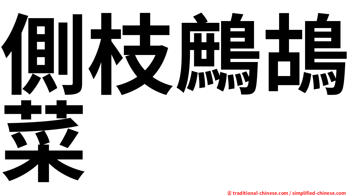 側枝鷓鴣菜