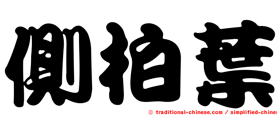 側柏葉