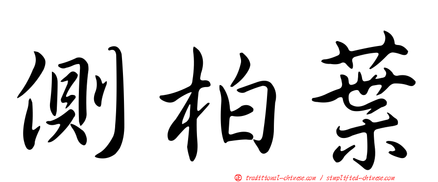 側柏葉