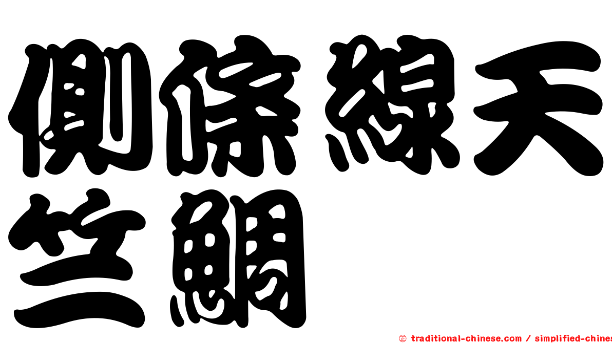 側條線天竺鯛