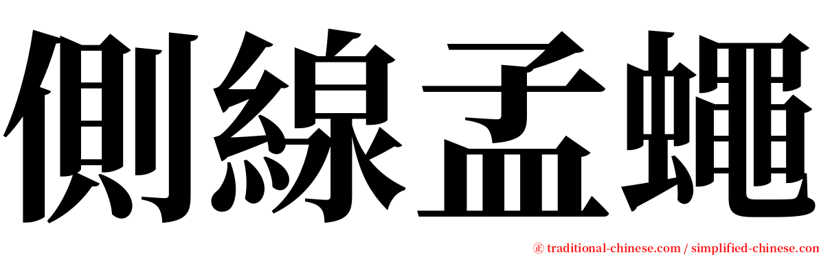 側線孟蠅 serif font