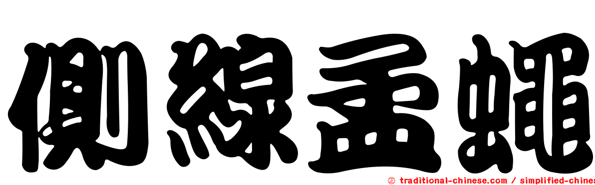 側線孟蠅