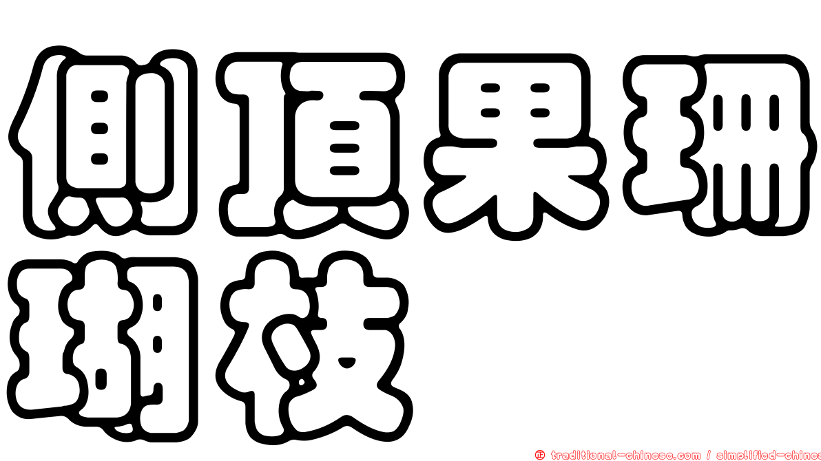 側頂果珊瑚枝