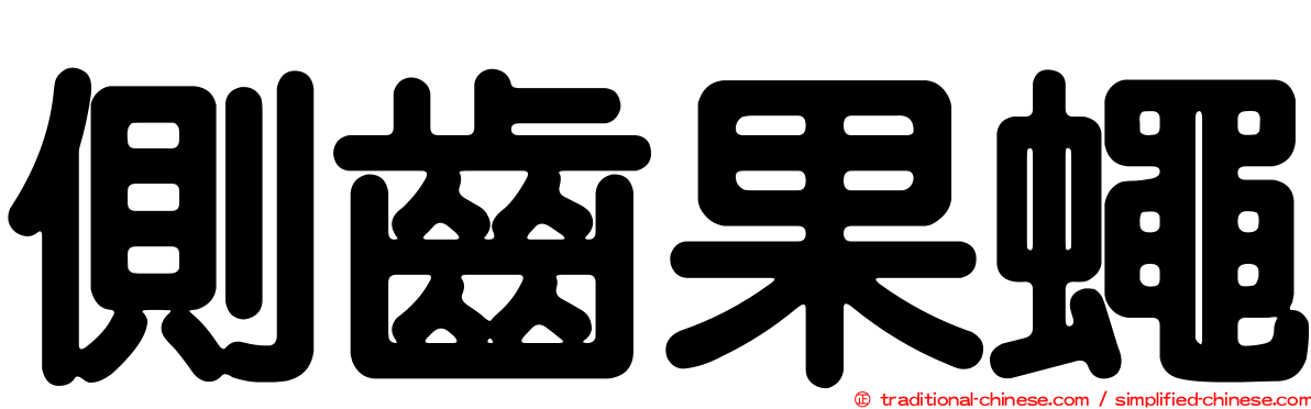 側齒果蠅