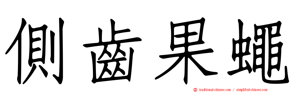 側齒果蠅
