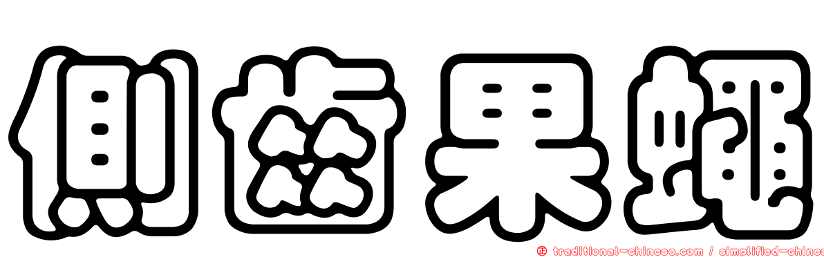 側齒果蠅