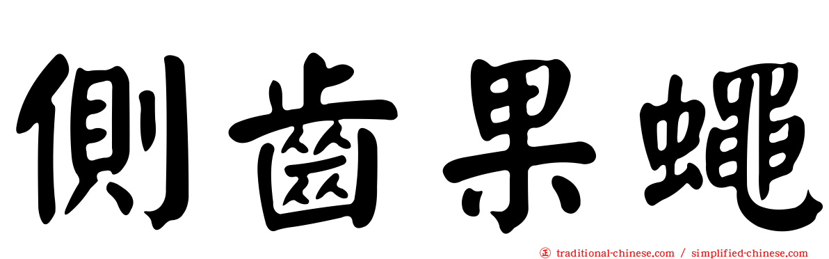 側齒果蠅