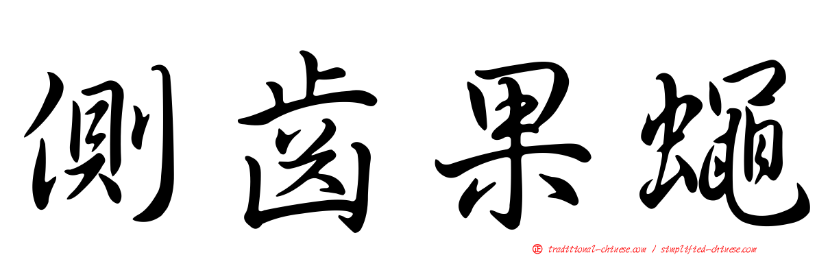 側齒果蠅