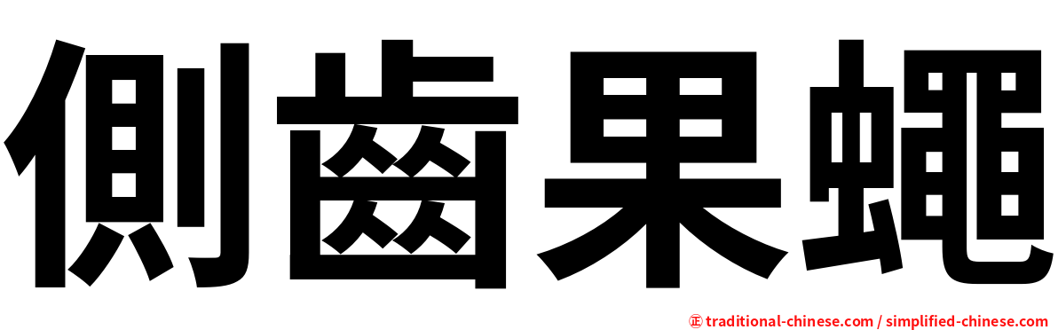 側齒果蠅