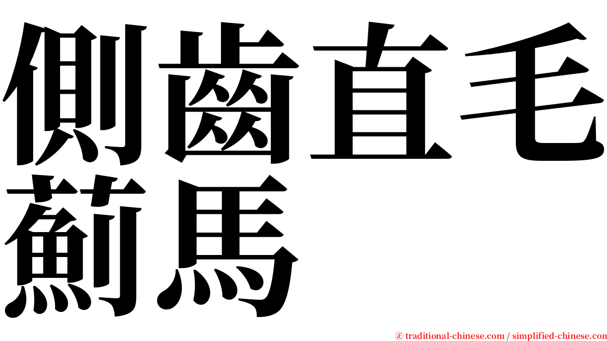 側齒直毛薊馬 serif font