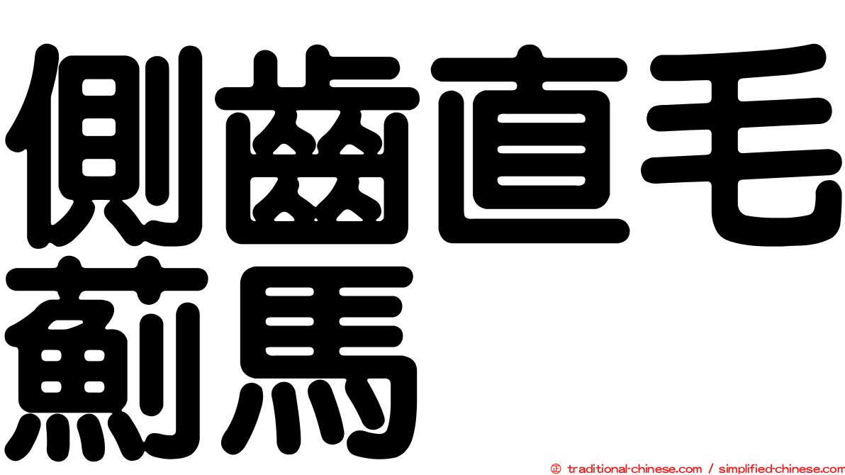 側齒直毛薊馬