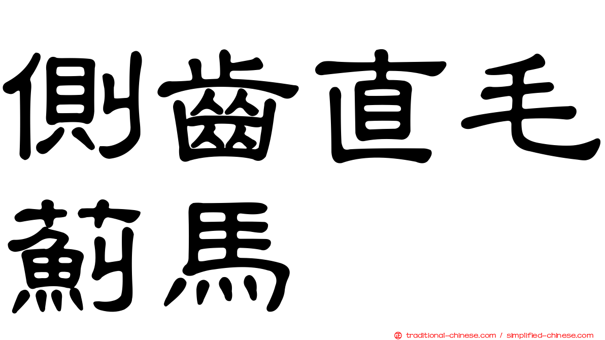 側齒直毛薊馬
