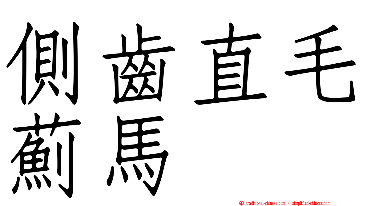 側齒直毛薊馬