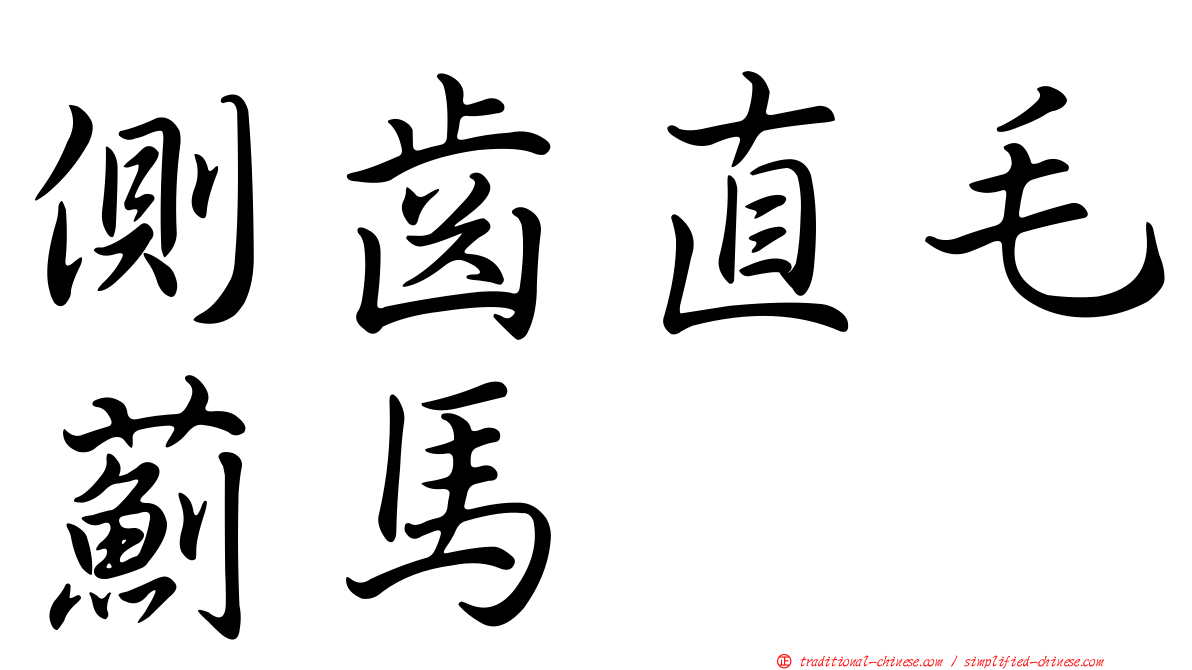 側齒直毛薊馬