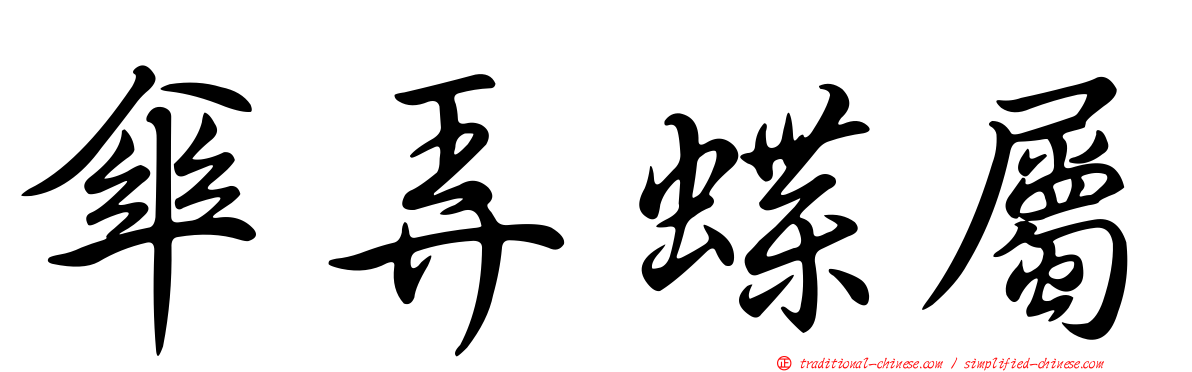 傘弄蝶屬