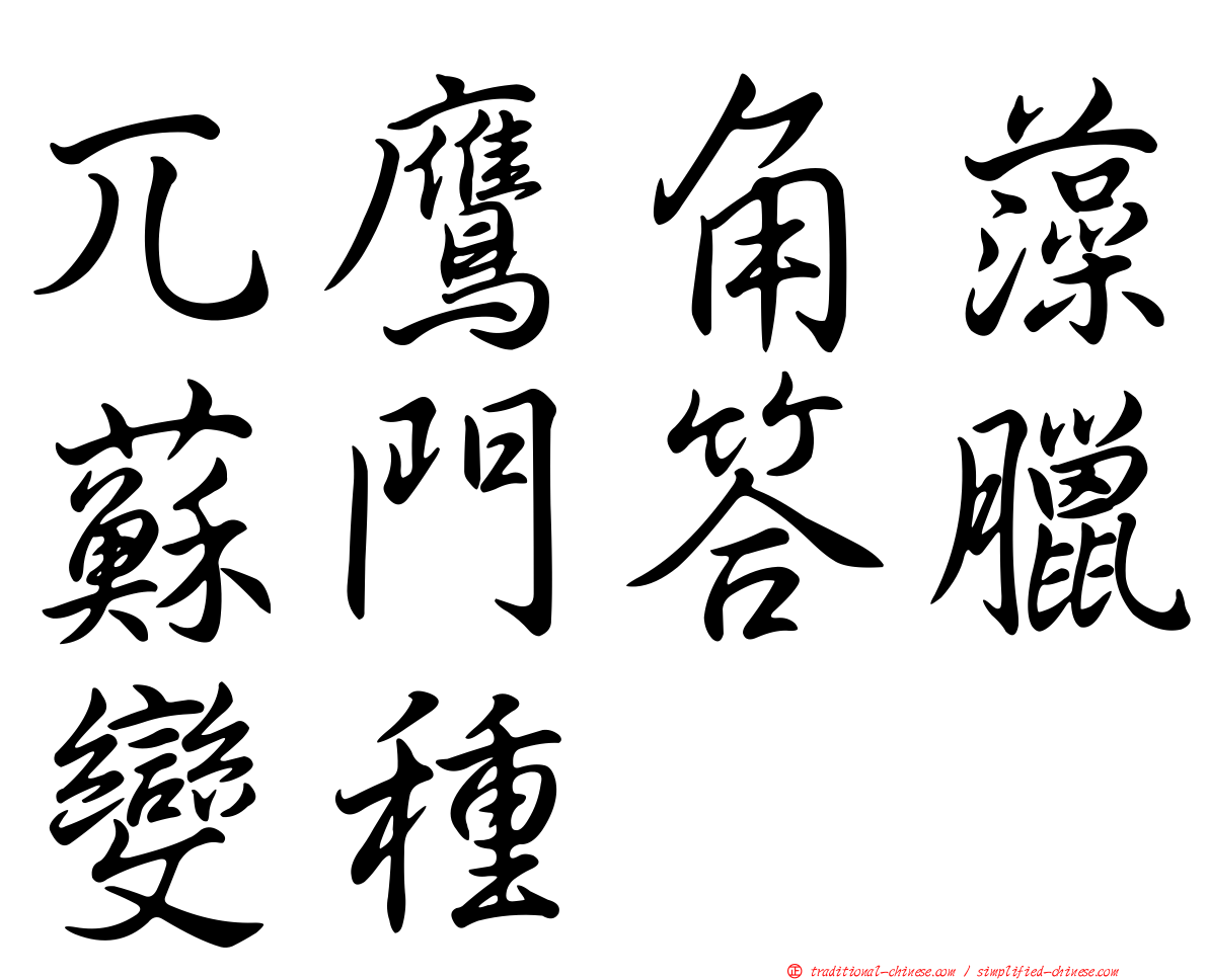 兀鷹角藻蘇門答臘變種