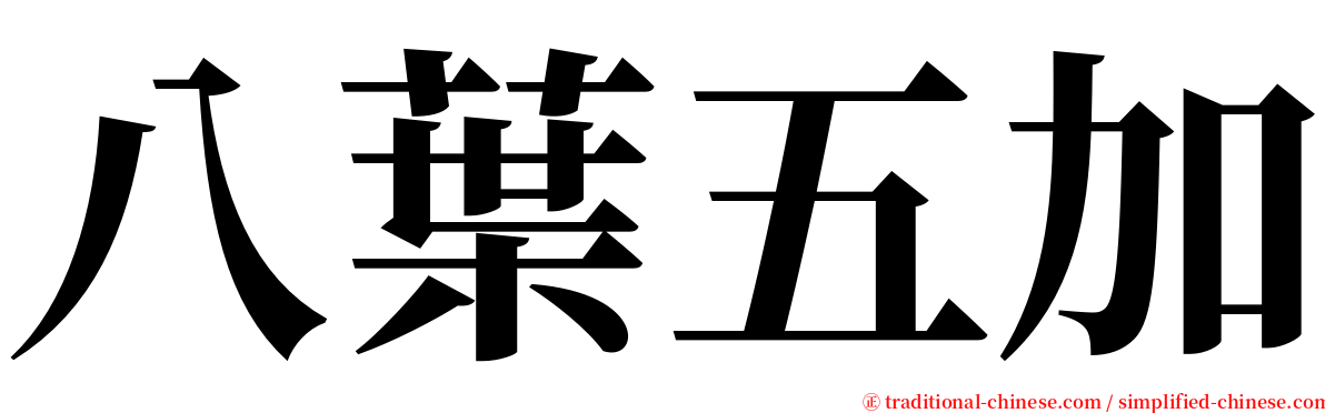 八葉五加 serif font