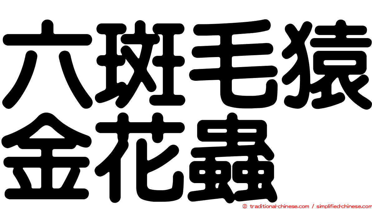 六斑毛猿金花蟲