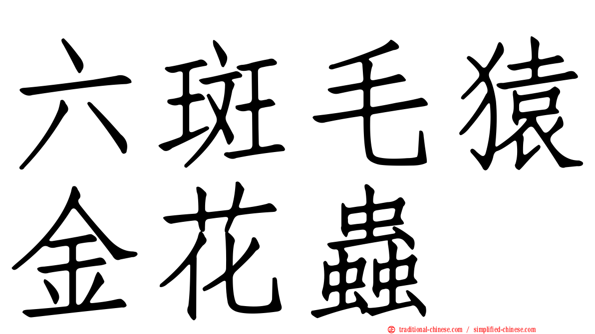 六斑毛猿金花蟲
