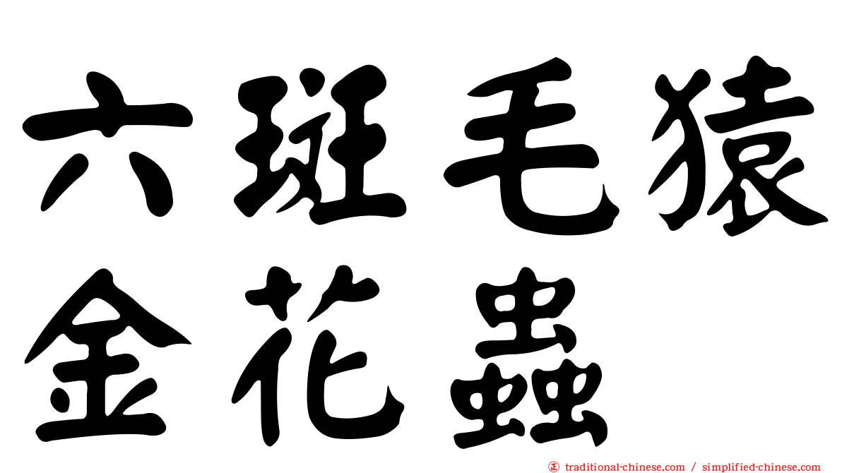 六斑毛猿金花蟲