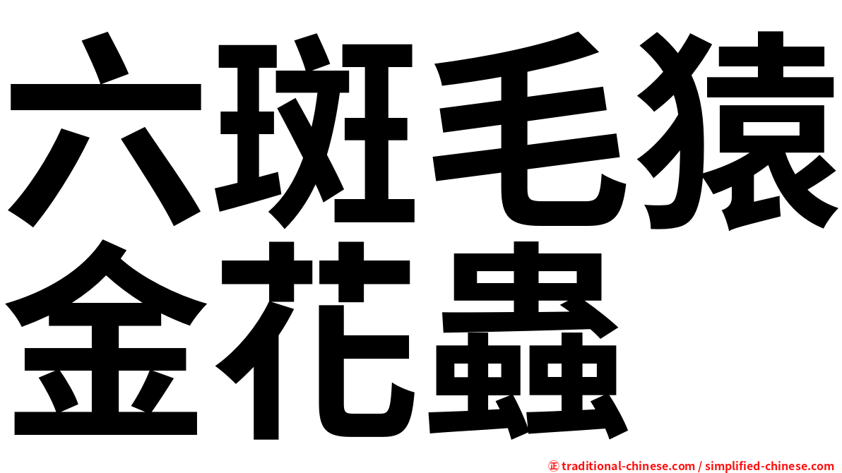 六斑毛猿金花蟲