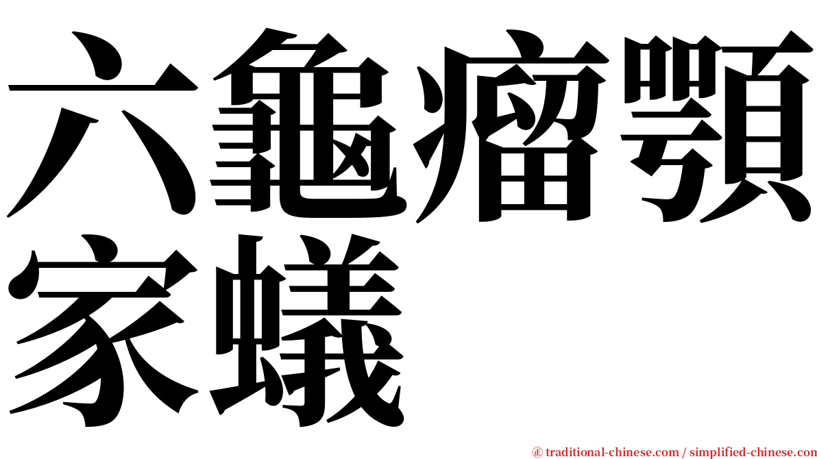 六龜瘤顎家蟻 serif font