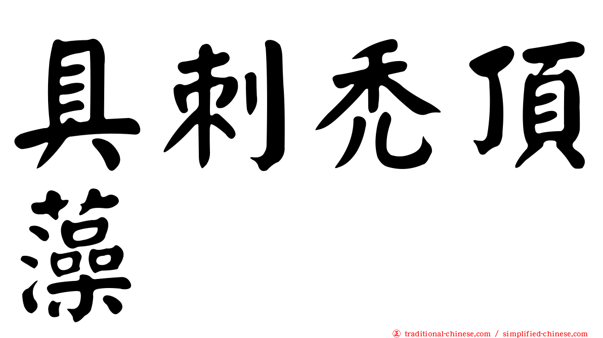 具刺禿頂藻