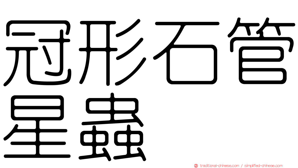 冠形石管星蟲