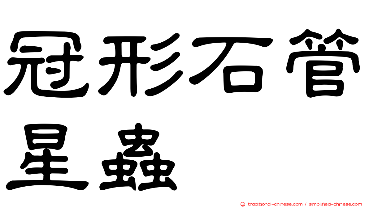 冠形石管星蟲