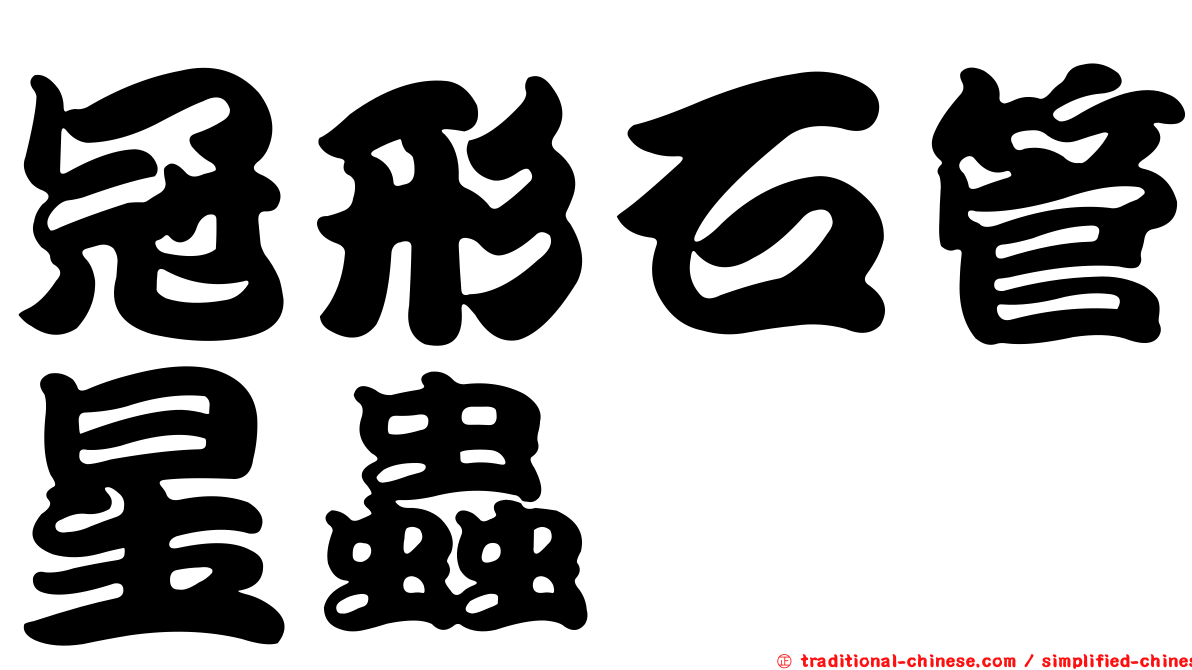冠形石管星蟲