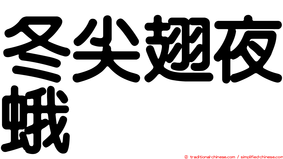 冬尖翅夜蛾