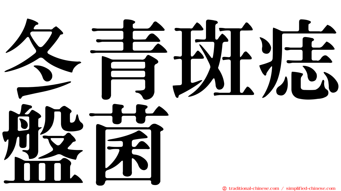 冬青斑痣盤菌