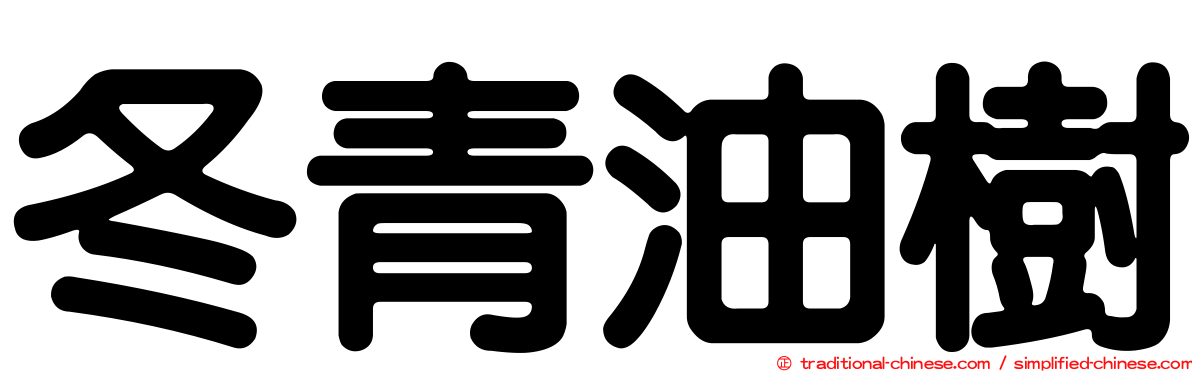 冬青油樹