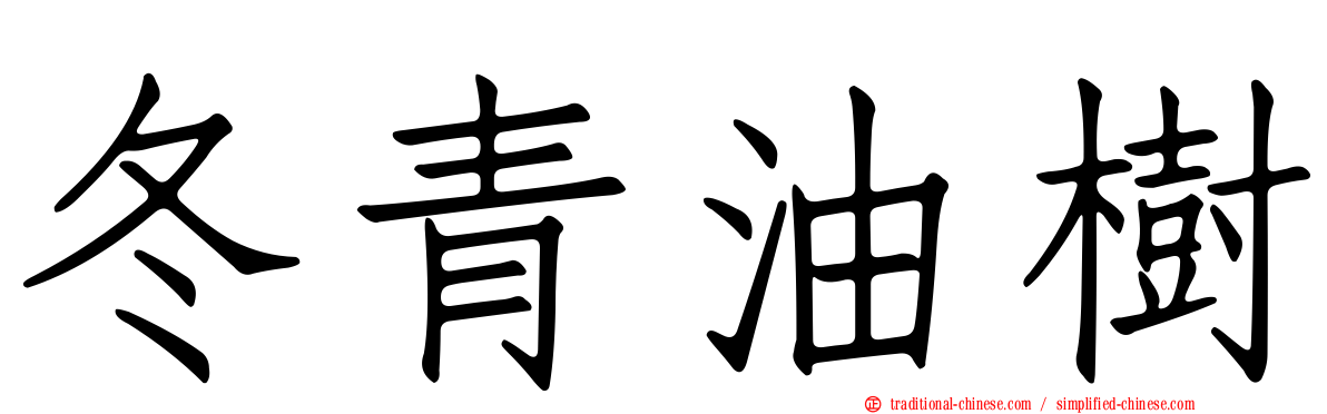 冬青油樹