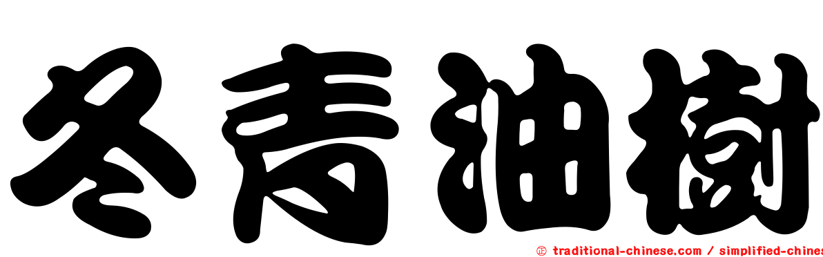 冬青油樹