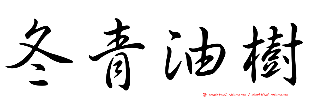 冬青油樹