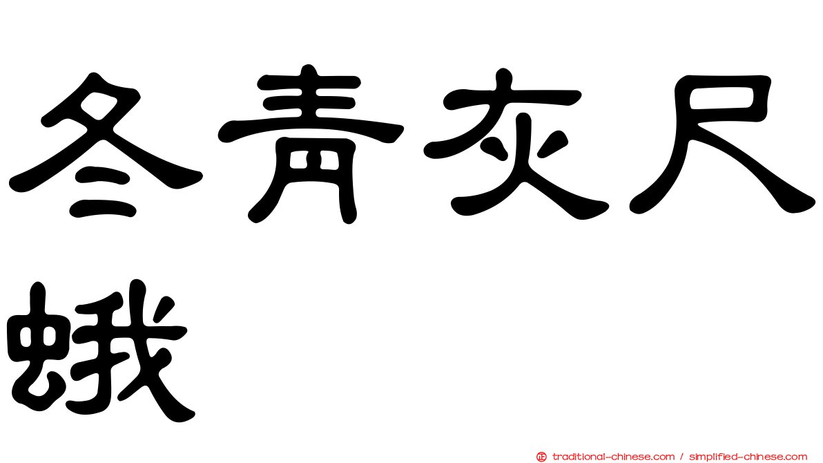 冬青灰尺蛾