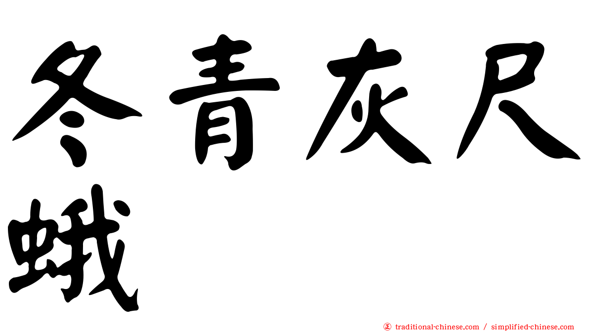 冬青灰尺蛾