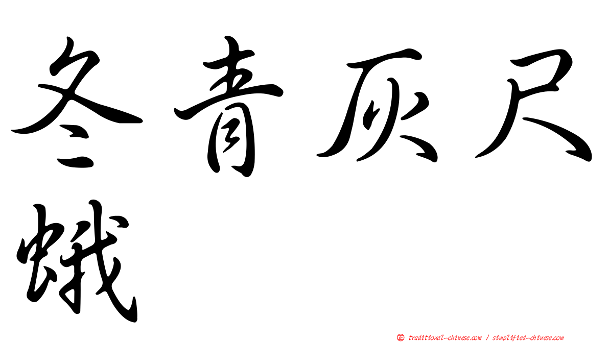 冬青灰尺蛾