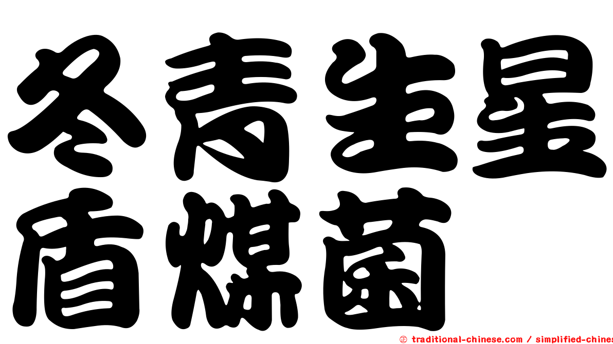 冬青生星盾煤菌