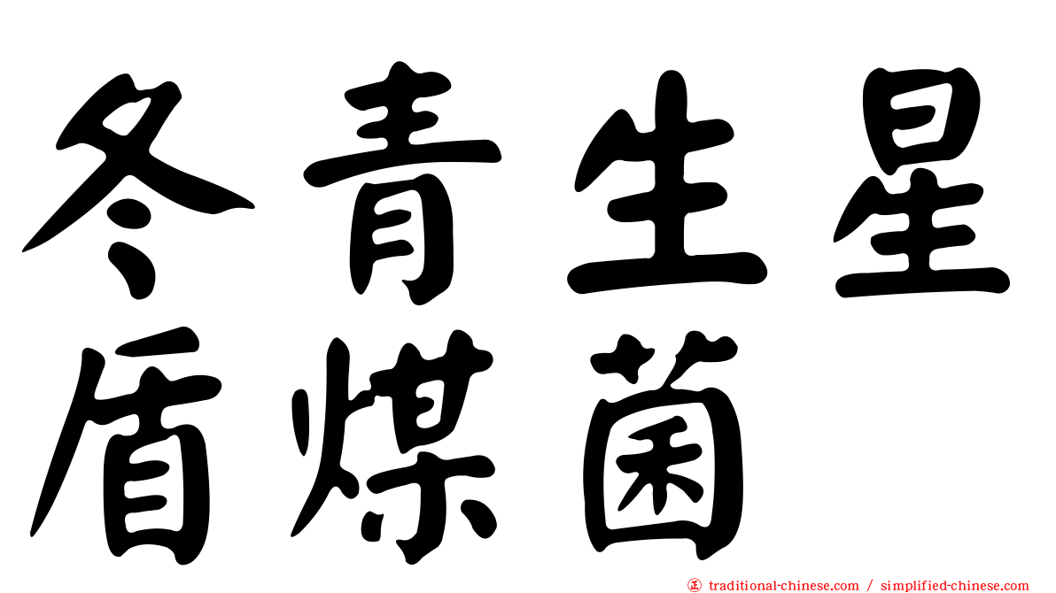 冬青生星盾煤菌