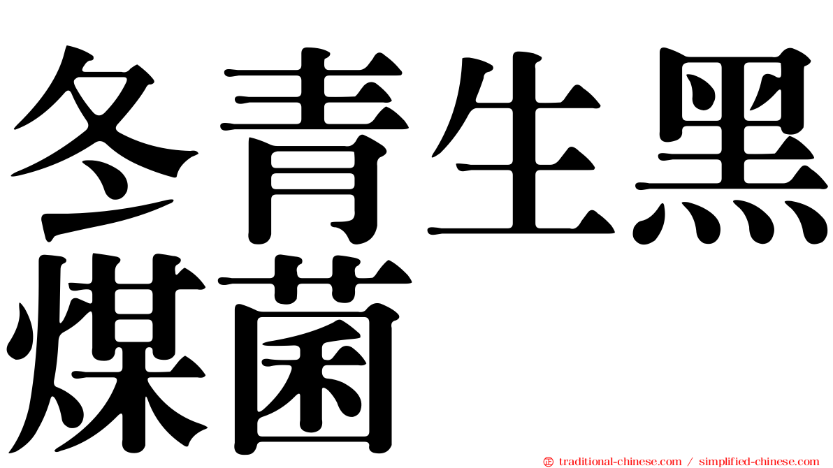 冬青生黑煤菌