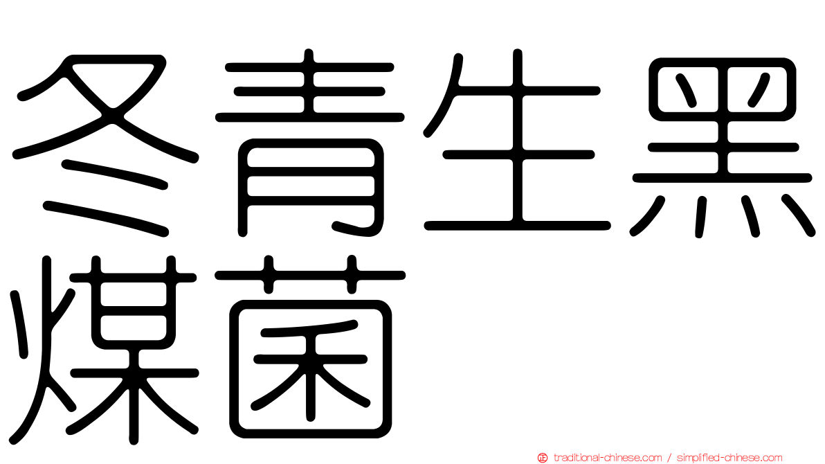 冬青生黑煤菌