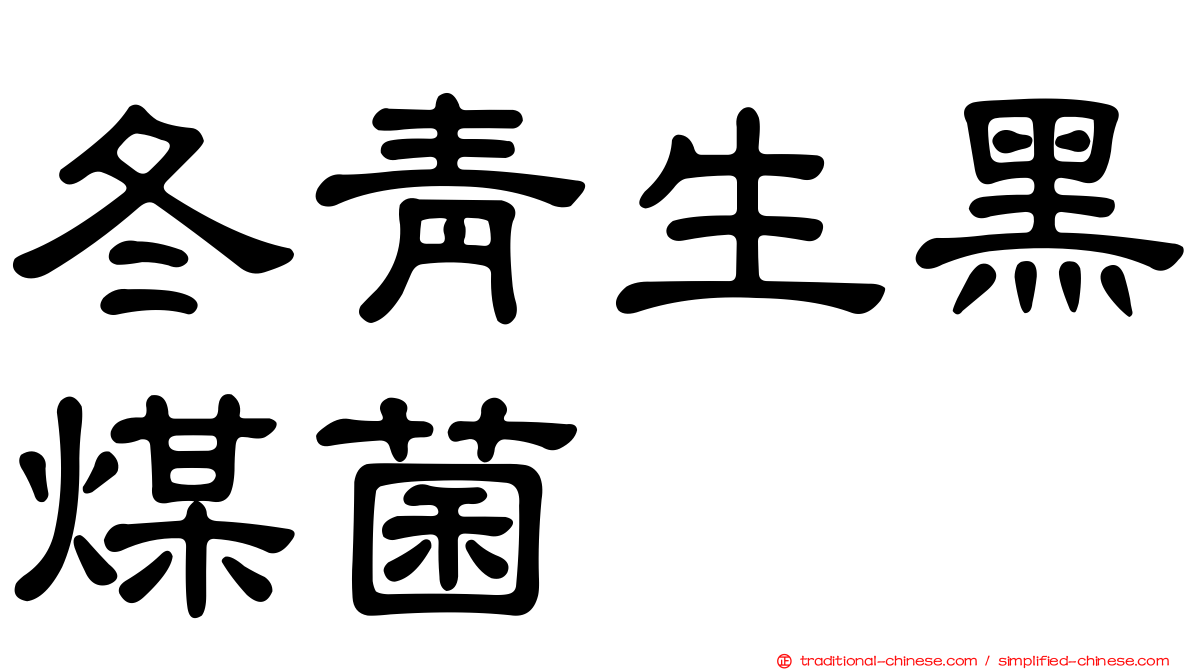 冬青生黑煤菌