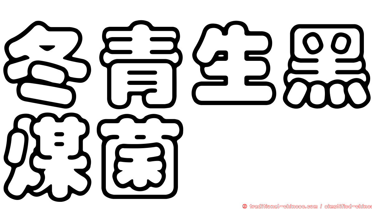 冬青生黑煤菌
