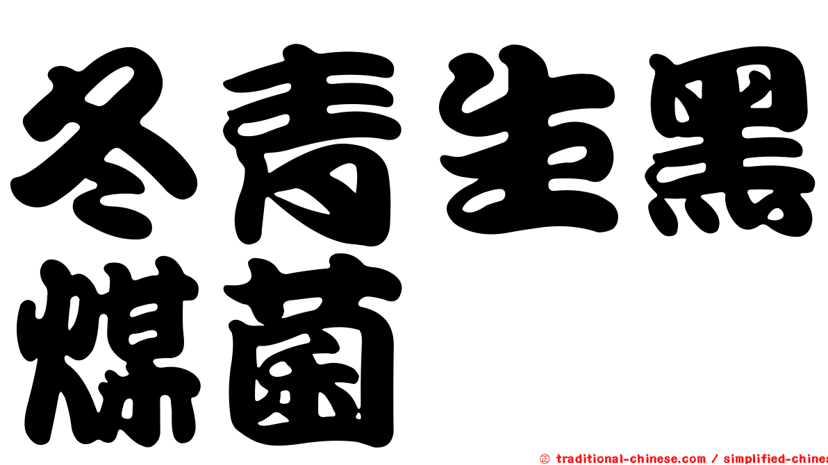 冬青生黑煤菌