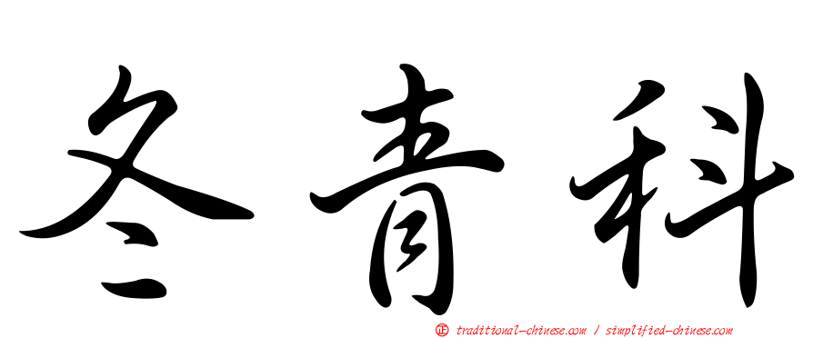 冬青科