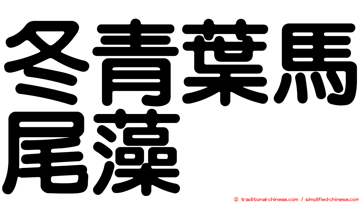 冬青葉馬尾藻