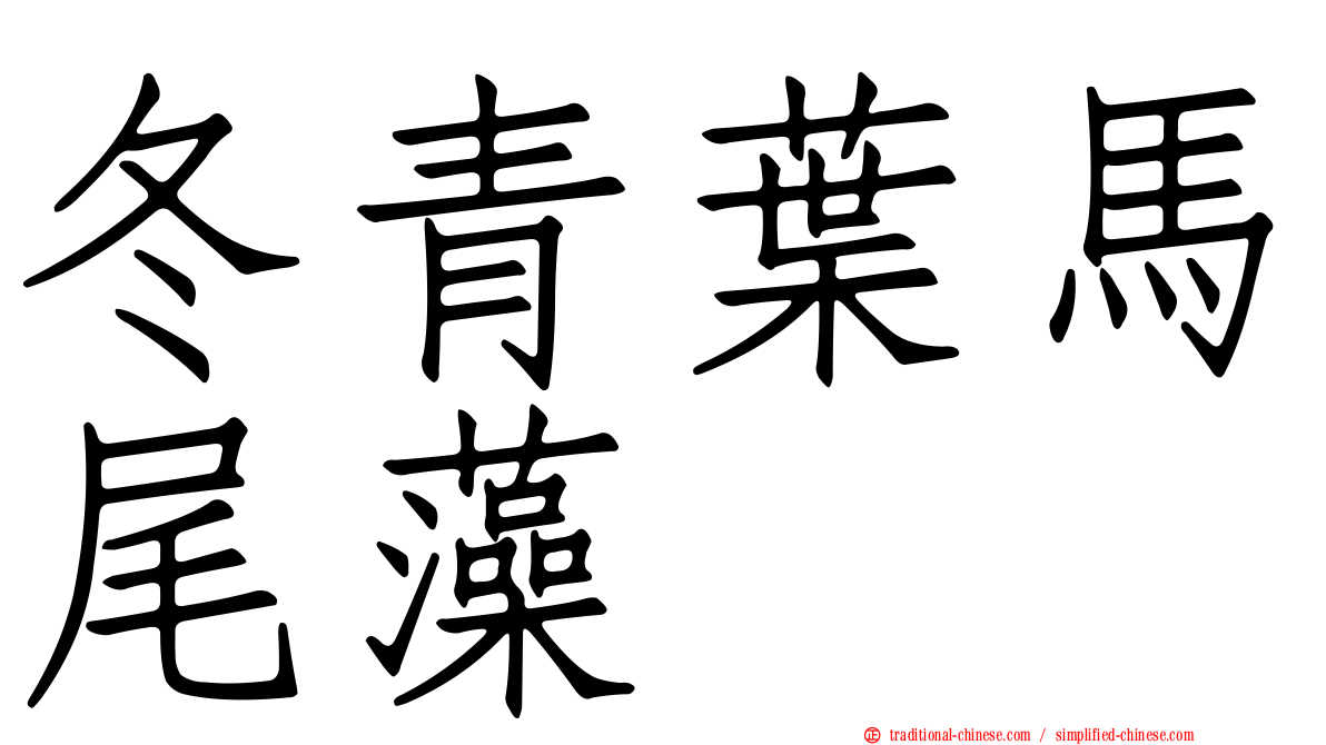 冬青葉馬尾藻